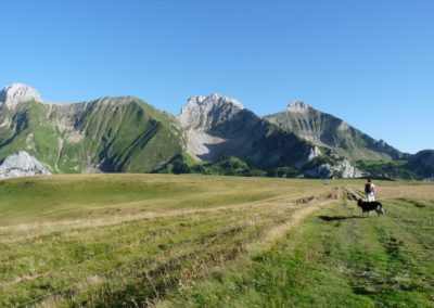 promeneur plateau